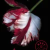 LUNA NUEVA (SAGA CREPUSCULO 2) [BOLSILLO]