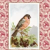 PEQUEÑO LIBRO DE LAS AVES, EL [CARTONE]