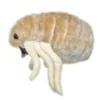 PULGA (CTENOCEPHALIDES FELIS) GIANTMICROBES ORIGINAL (PELUCHE 12-18 CMS)